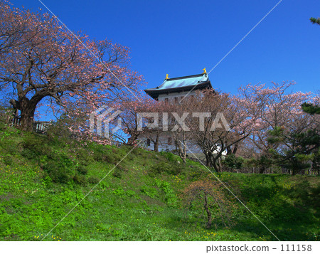 Matsumae castle and cherry blossoms Matsumae castle and cherry blossoms 111158