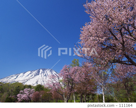 Mt. Yotei and cherry blossoms Mt. Yotei and cherry blossoms 111164