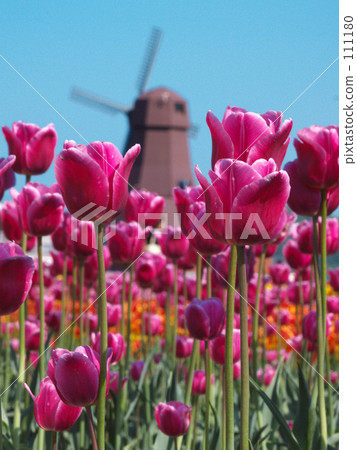 Windmills and tulips 111180