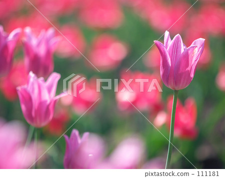Tulip Tulip 111181