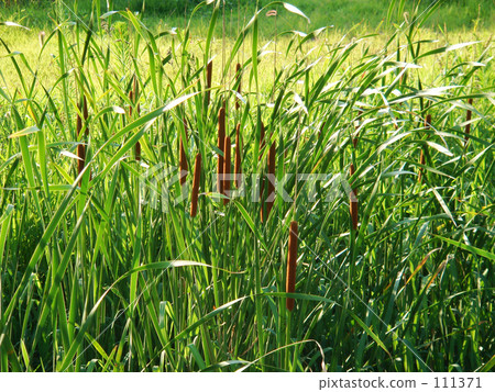 耳朵的日落頭 111371