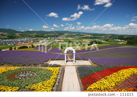 Sunrise lavender garden 111815