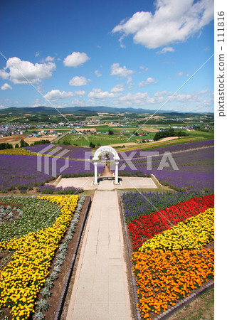 日出薰衣草花園 111816