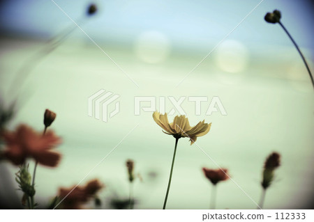 High speed cosmos High speed cosmos 112333