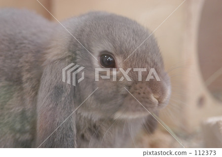 兔子的玻璃 112373