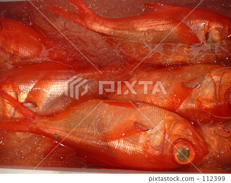 Kimmedai at the fishing port 112399