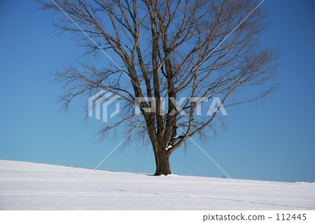 Winter philosophy tree 112445