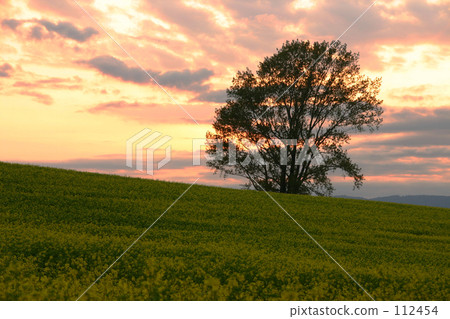 黃昏的哲學樹 112454