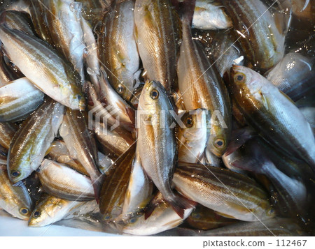 Isaki在漁港 112467