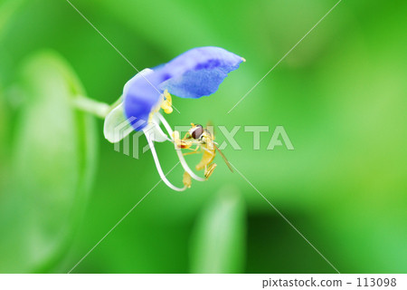Bees and grass 113098