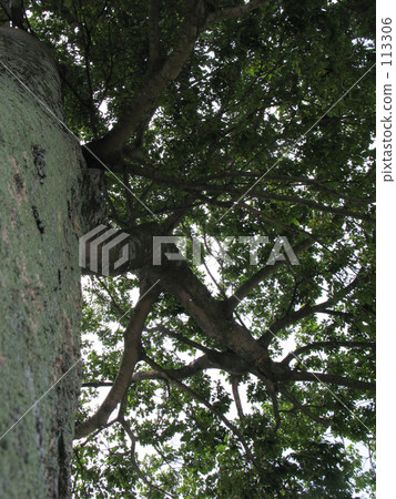 Leaning on a big tree 113306