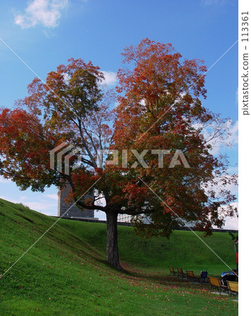 秋天的樹葉 113361