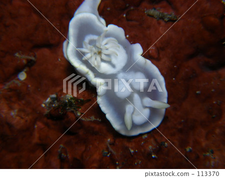 Shirotae Ileomi Shirotae Ileomi 113370