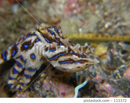 Pretty angry leopard dumpling 113372