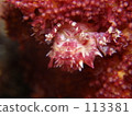 Isocompace pea 113381