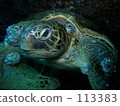 A green turtle waking up 113383