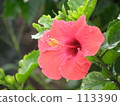 Hachijo hibiscus 113390