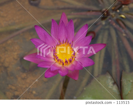 Water lily Water lily 113515