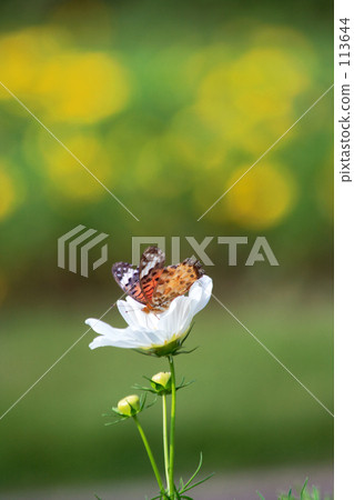 Autumn-colored white fall cherry and butterfly 113644