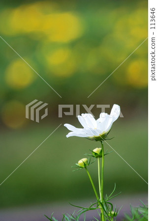 秋天顏色·白色秋天櫻桃樹 秋天顏色·白色秋天櫻桃樹 113646