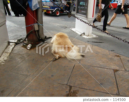 在一條幽默街道狗/曼谷的一條狗 114500