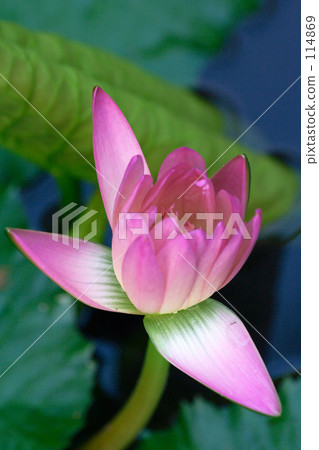 Light red water lily · 2 Light red water lily · 2 114869