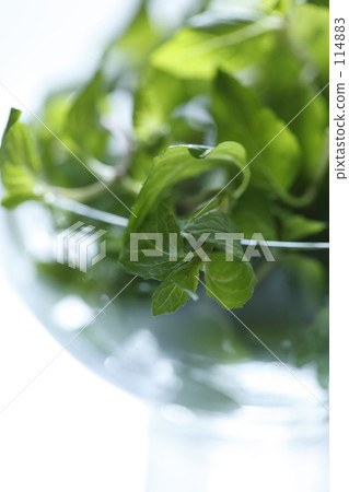 薄荷二 薄荷二 114883