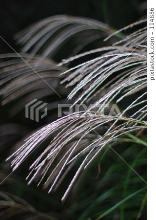 Shining Susuki 114886