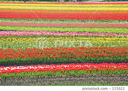 Kamiyubetsu Curtrip Park 115022