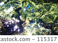 藍色的魚。 115317