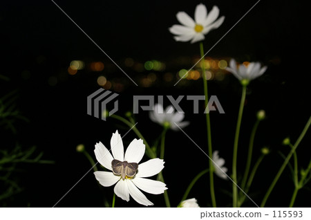 Moths staying in the white cosmos of the night Moths staying in the white cosmos of the night 115593