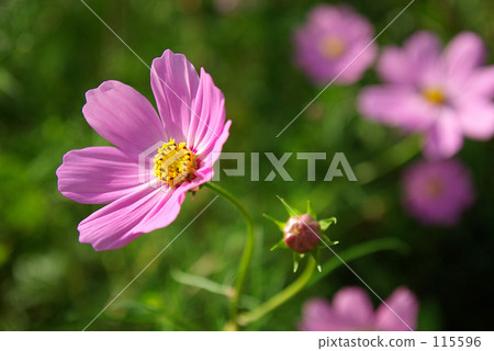 Cosmos part 1 115596