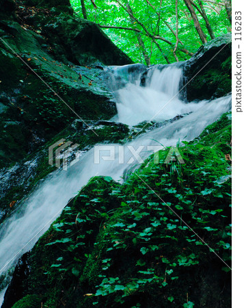 山毛櫸森林源流瀑布 山毛櫸森林源流瀑布 116283
