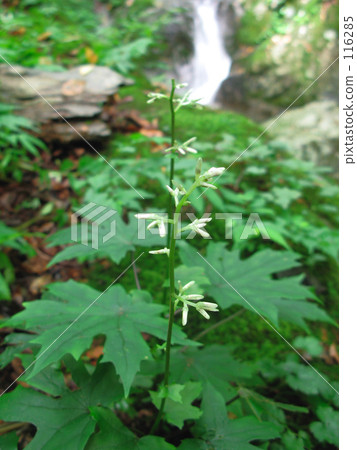 一條小溪的秋葉 116285