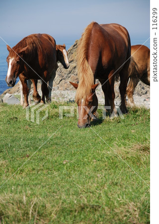 Wild horse 8 Wild horse 8 116299