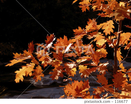Main autumn leaves Main autumn leaves 116677