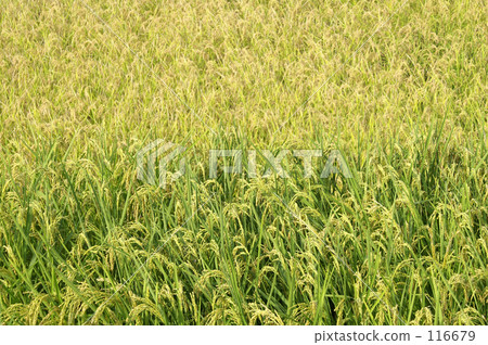 Rice Rice 116679