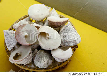 Hachijojima·貝類 117487