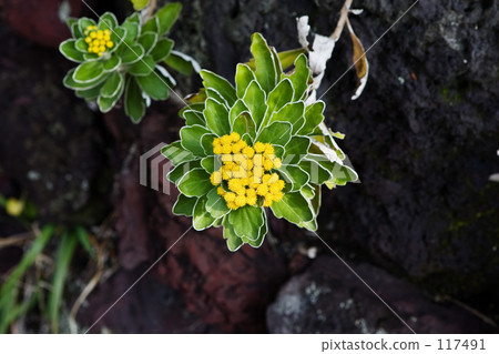 八丈島·石垣 八丈島·石垣 117491