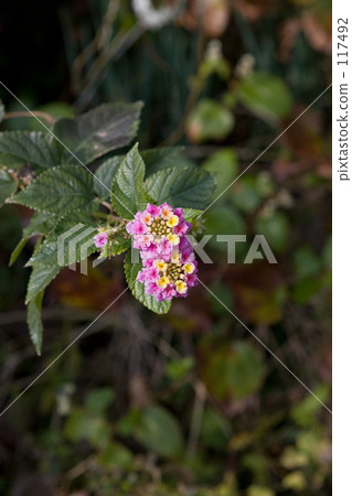 八丈島/馬ant丹 八丈島/馬ant丹 117492