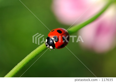 Ladybird 117635