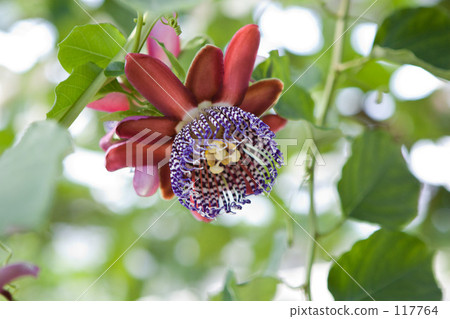 八丈島/護照 八丈島/護照 117764