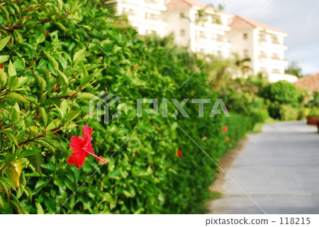 Hibiscus Hibiscus 118215