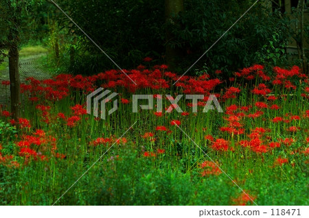 Higanki Hana“安靜” 118471