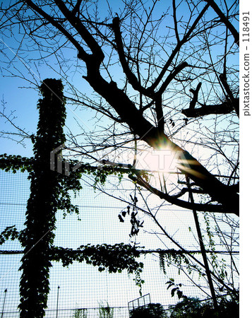 背光 天氣 日光 118491