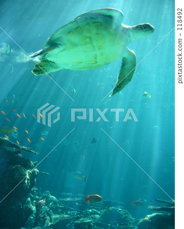 Ryugu城堡。 118492