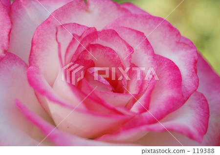 beatiful, beautiful, goodlooking 119388