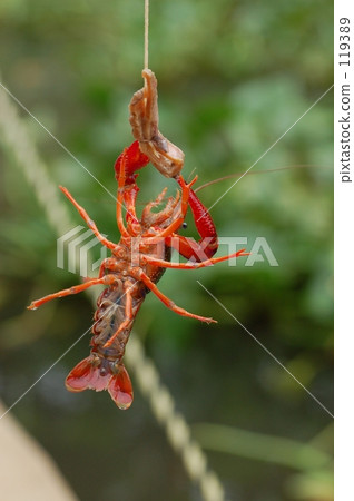 小龍蝦釣魚 119389