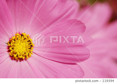 Cosmos · pink Cosmos · pink 119394