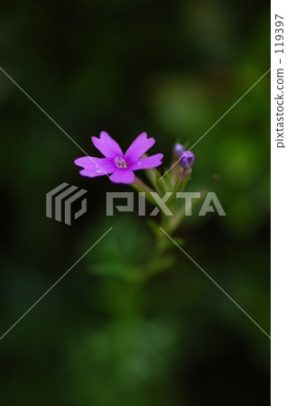 Flowers, pink Flowers, pink 119397